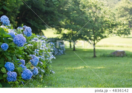 紫陽花の咲く草原 4836142