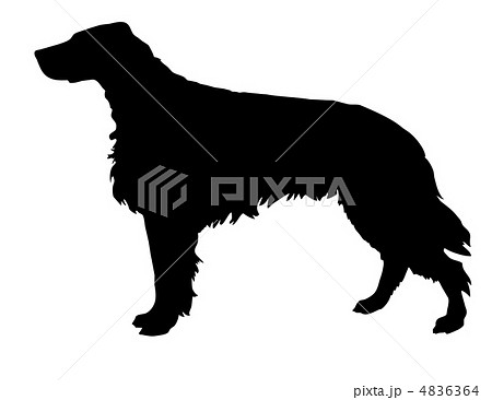 vector  silhouette of the setter isolated on white background 4836364