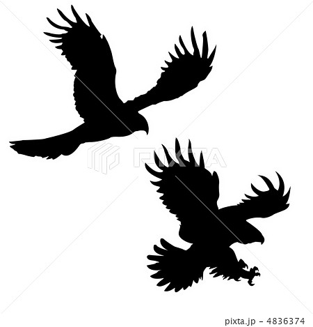 vector  silhouette of the ravenous birds on white background 4836374