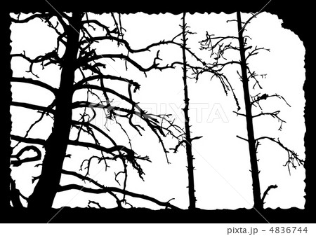 vector drawing old tree on torn sheet of paper 4836744