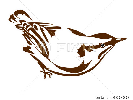 vector silhouette nuthatch on white background vector silhouette nuthatch on white background 4837038