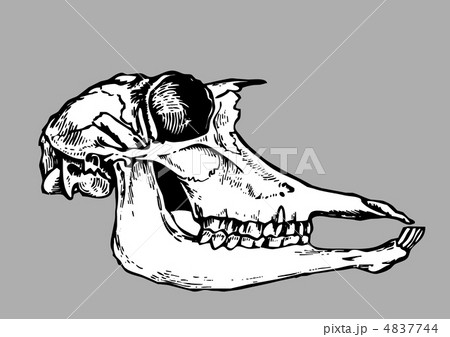 skull silhouette on gray background, vector illustration 4837744