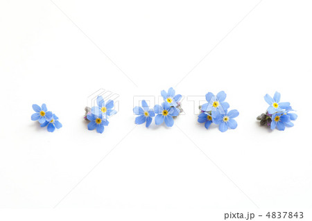 わすれな草 4837843