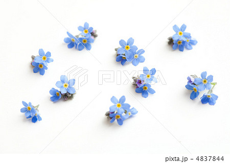 わすれな草 わすれな草 4837844