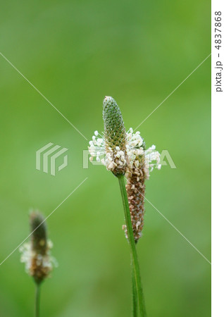 箆大葉子ヘラオオバコ　雑草ですけどよく見るとかわいいでしょ? 4837868