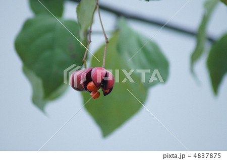 真弓に似た吊花の実の写真素材