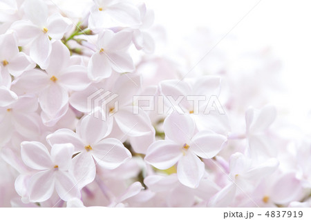 ライラック ライラック 4837919