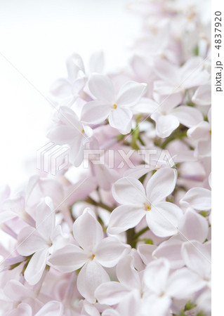 ライラック ライラック 4837920