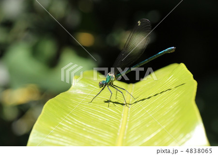 ニホンカワトンボ ニホンカワトンボ 4838065
