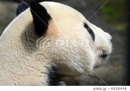 パンダ 4838448
