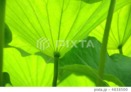 緑の傘 緑の傘 4838500