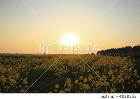 夕日と横浜町の菜の花畑 4838565
