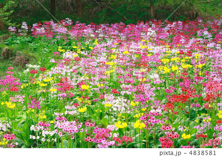 カラフルなクリンソウ畑 4838581