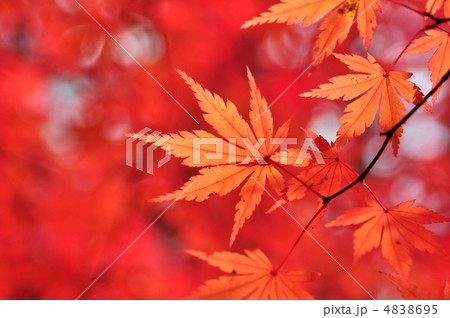 真っ赤なもみじ 4838695