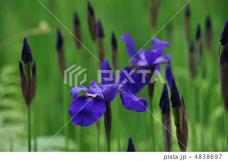 アヤメ 4838697