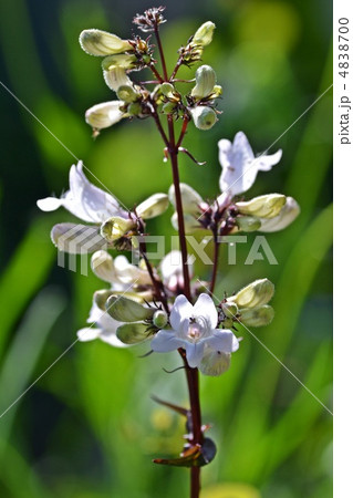 ペンステモン ハスカーレッド ペンステモン ハスカーレッド 4838700