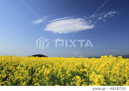 菜の花畑と青空 4838720