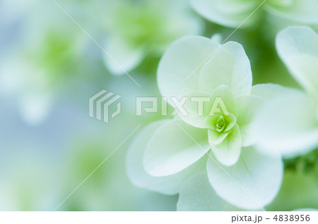 柏葉紫陽花 4838956