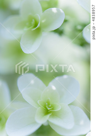 柏葉紫陽花 4838957