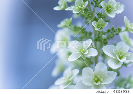 柏葉紫陽花 4838958