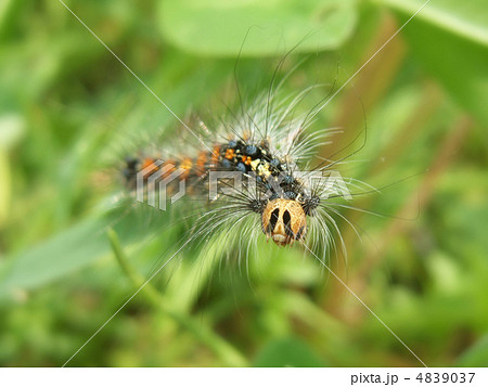 ハラアカマイマイの幼虫 ハラアカマイマイの幼虫 4839037