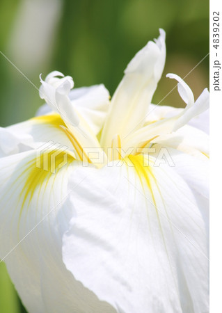 菖蒲の季節 4839202