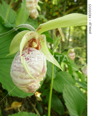 熊谷草(クマガイソウ) 花言葉:気まぐれ美人 Cypripedium japonicum Thunb 熊谷草(クマガイソウ) 花言葉:気まぐれ美人 Cypripedium japonicum Thunb 4839355