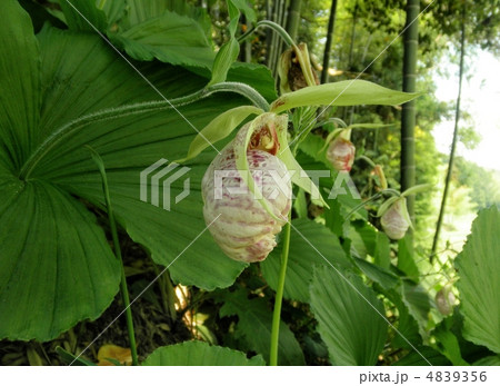 熊谷草 クマガイソウ 花言葉 気まぐれ美人 Cypripedium Japonicum Thunbの写真素材