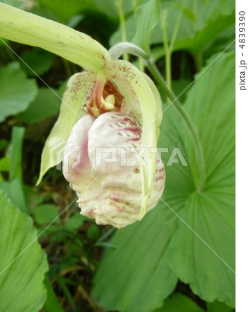 熊谷草(クマガイソウ) 花言葉:気まぐれ美人 Cypripedium japonicum Thunb 熊谷草(クマガイソウ) 花言葉:気まぐれ美人 Cypripedium japonicum Thunb 4839390