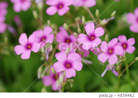 野に咲く花 4839462