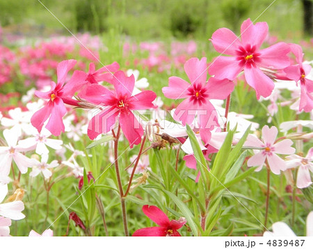 芝桜 花言葉 一筋 Phlox Subulataの写真素材