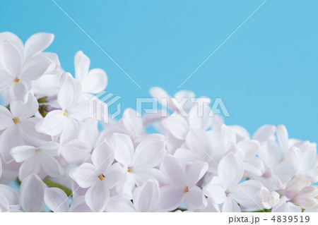 ライラック 4839519