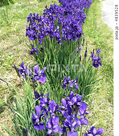 菖蒲、文目、綾目(アヤメ) Iris 花言葉:良き便り 菖蒲、文目、綾目(アヤメ) Iris 花言葉:良き便り 4839528