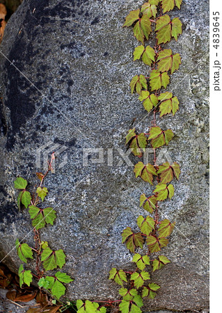 岩石上のツタ 4839645