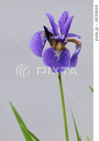 菖蒲 菖蒲 4839646