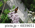 蜜を吸うアカタテハ 4839651