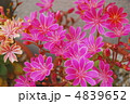 ピンクのレウイシア 4839652