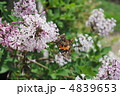 ライラックとアカタテハ 4839653