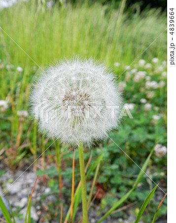 たんぽぽ 4839664