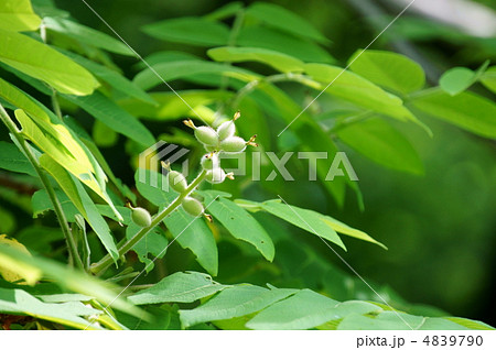 鬼胡桃の小さな実 秋には食べられます。 鬼胡桃の小さな実 秋には食べられます。 4839790