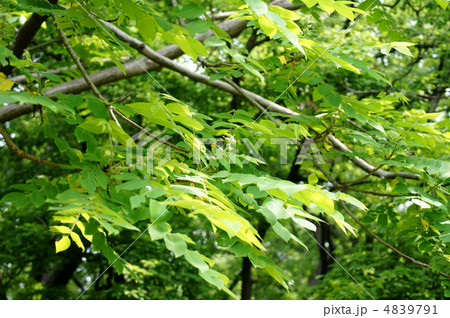 鬼胡桃の小さな実 秋には食べられます。 鬼胡桃の小さな実 秋には食べられます。 4839791