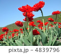 チューリップ畑 4839796