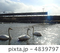 渡り鳥たちの休息 4839797