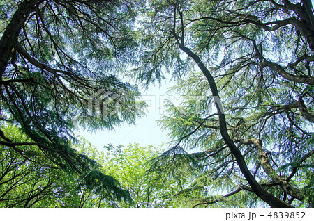 5月 ヒマラヤシーダー・マツ科02 5月 ヒマラヤシーダー・マツ科02 4839852