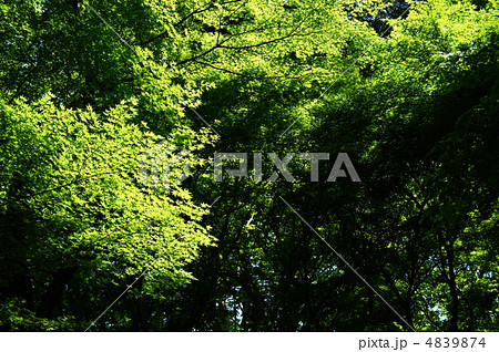 5月　イロハモミジ・カエデ科201新緑 4839874