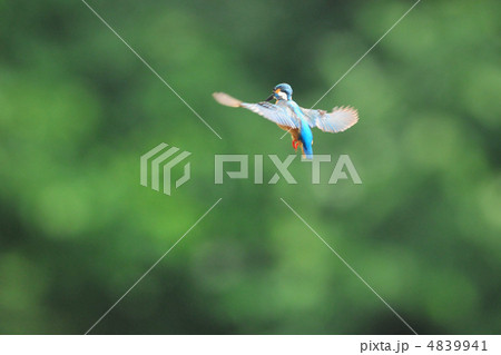 ホバリングするカワセミ 4839941