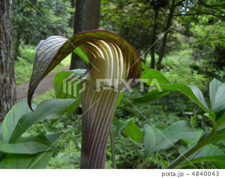 縞模様のマムシ草の仏炎包 4840043