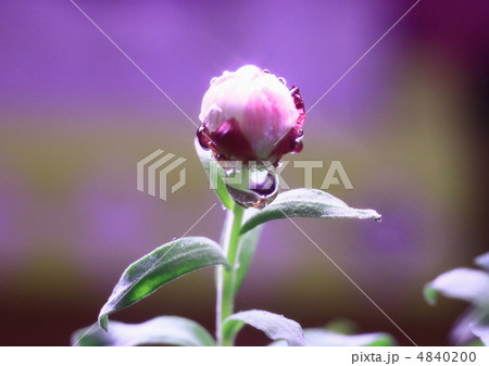 花かんざし 花かんざし 4840200