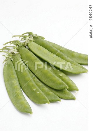 きぬさや 4840247