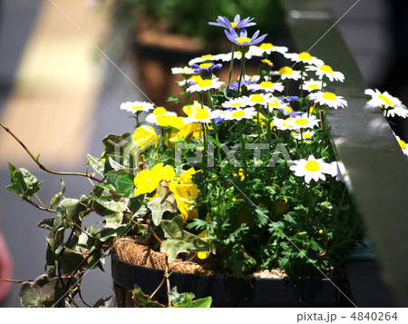 マーガレット 4840264